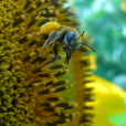 abeja en flor de girasol