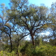 bosque chaqueño