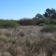 bosque chaqueño