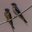 Golondrina tijerita en campo