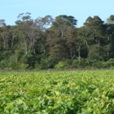 frontera soja bosque en Chaco