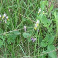 Solanum commersonii en flor